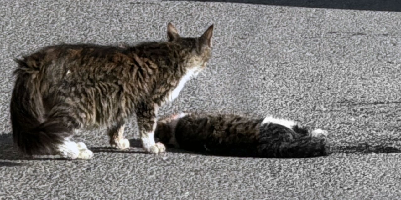 Yavru kedi, ölen kardeşinin başından ayrılmadı