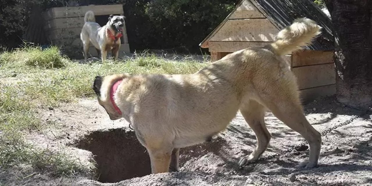 Kangallardan sıcaklar için yaratıcı yöntem: 1 metrelik çukur kazıyorlar