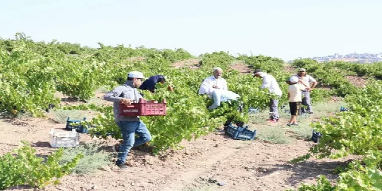 Kilis’te,  üzüm hasadı başladı