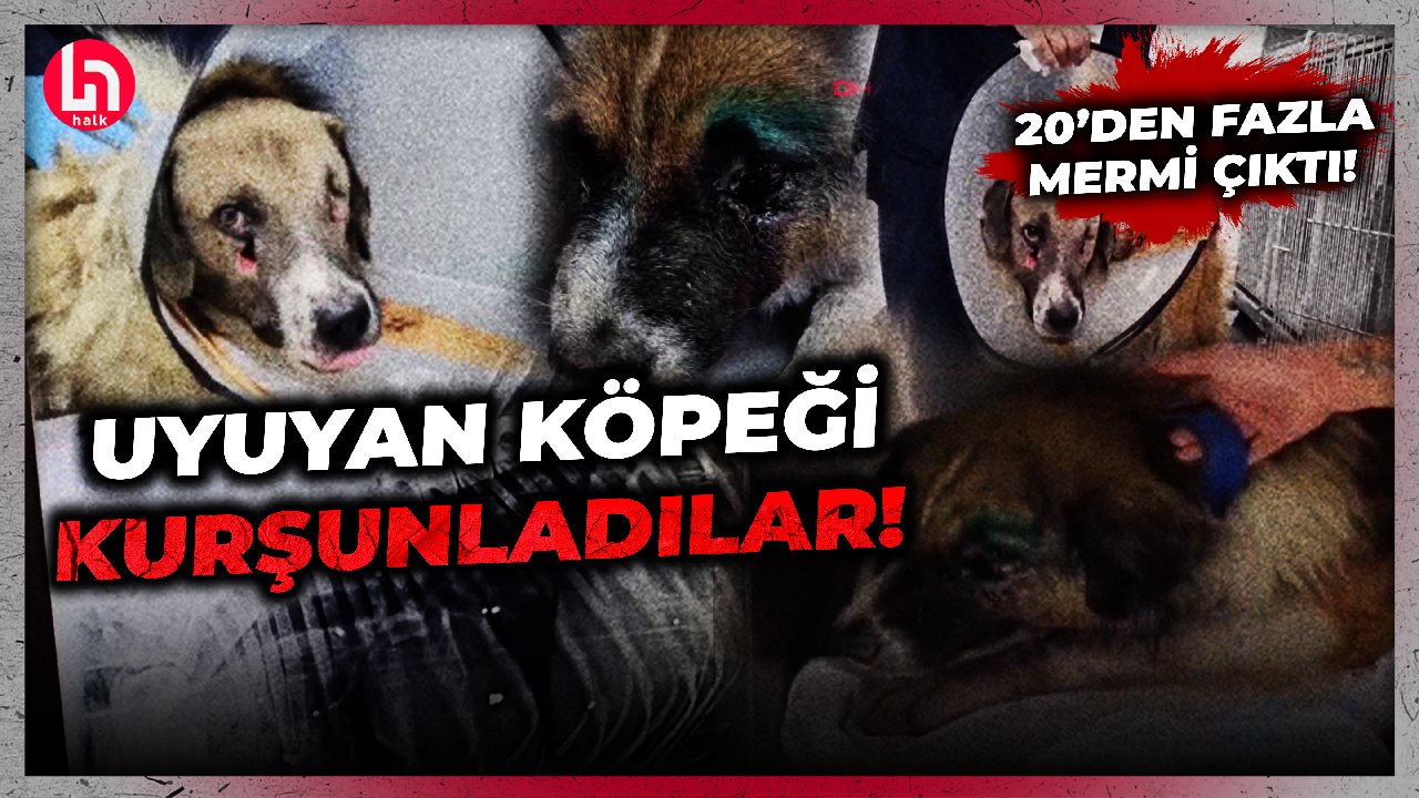 Hiç mi vicdanınız sızlamadı? Uyuyan köpeği kurşunlayıp ağır yaraladılar... Şoke eden olay!