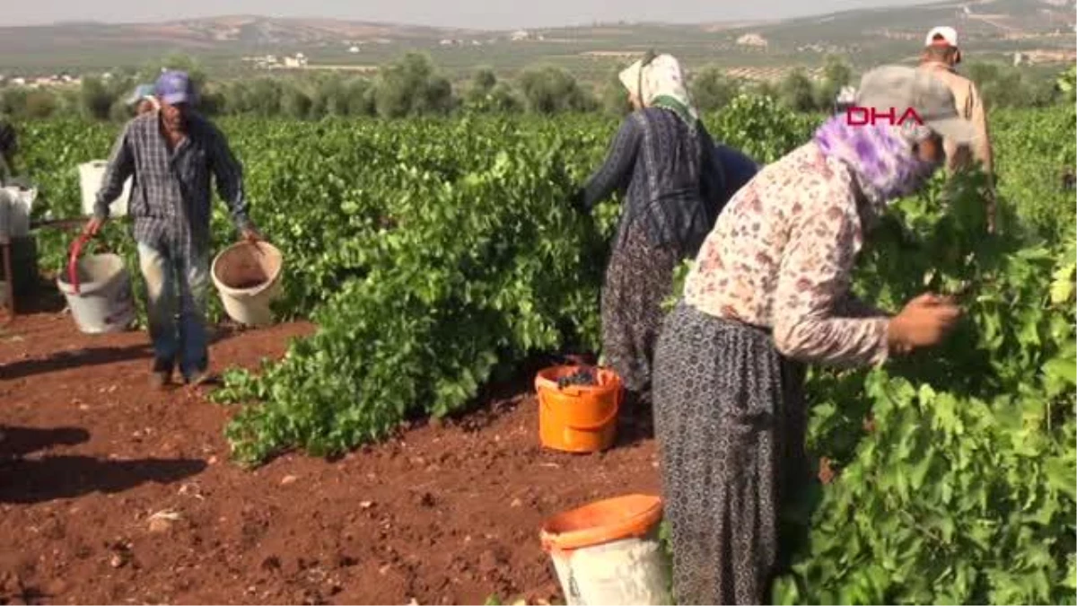 Kilis’te, 'Horoz Karası' hasadı başladı: Tarlada 16 TL den, markette 40 TL den satılıyor