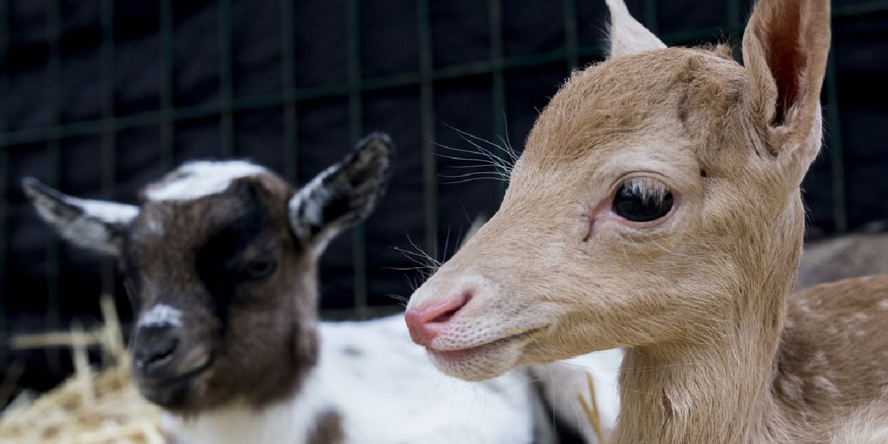 Sayıları 7'ye kadar düşmüştü! Nesli tükenmek üzereyken 9 adet yavruladı