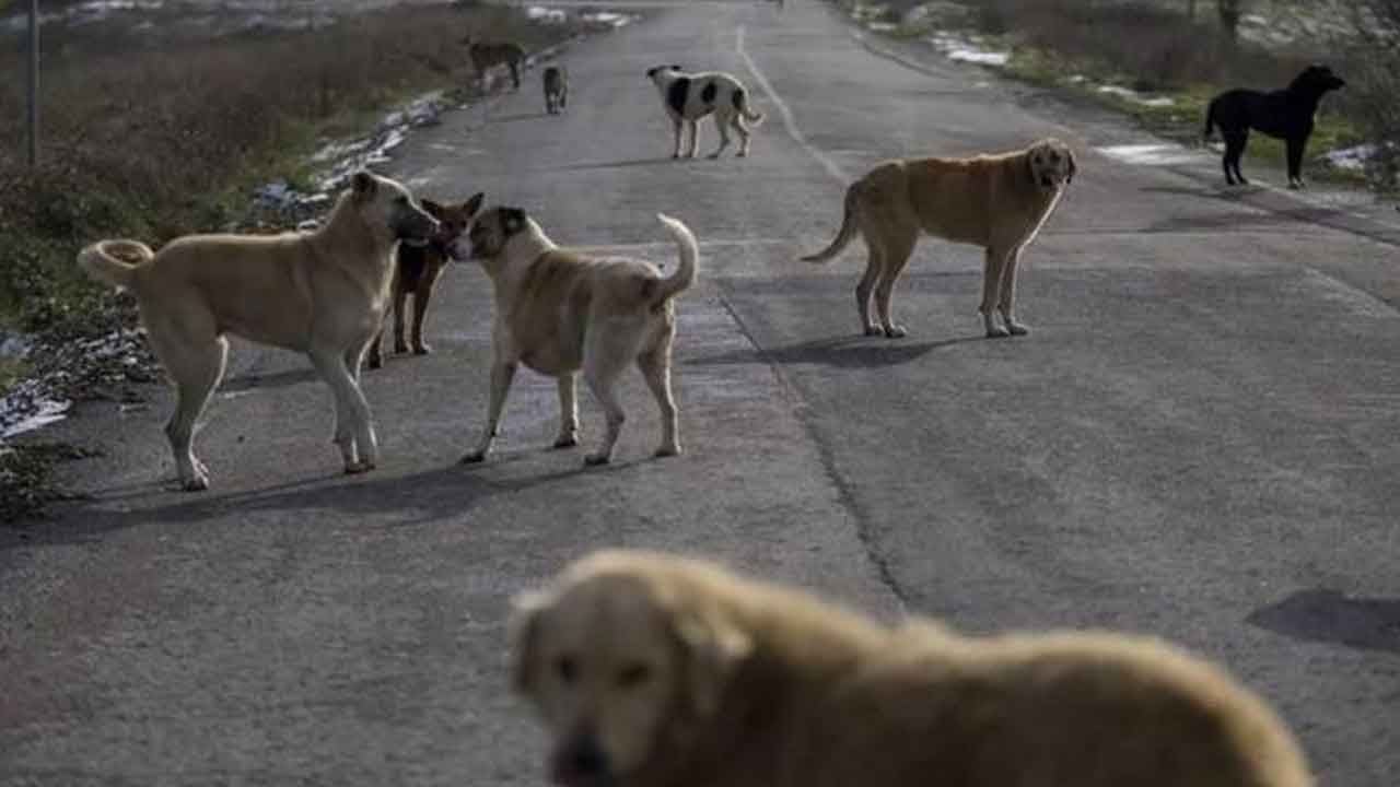 "150 köpeğin zehirlendiği" iddiasına Valilikten yanıt!