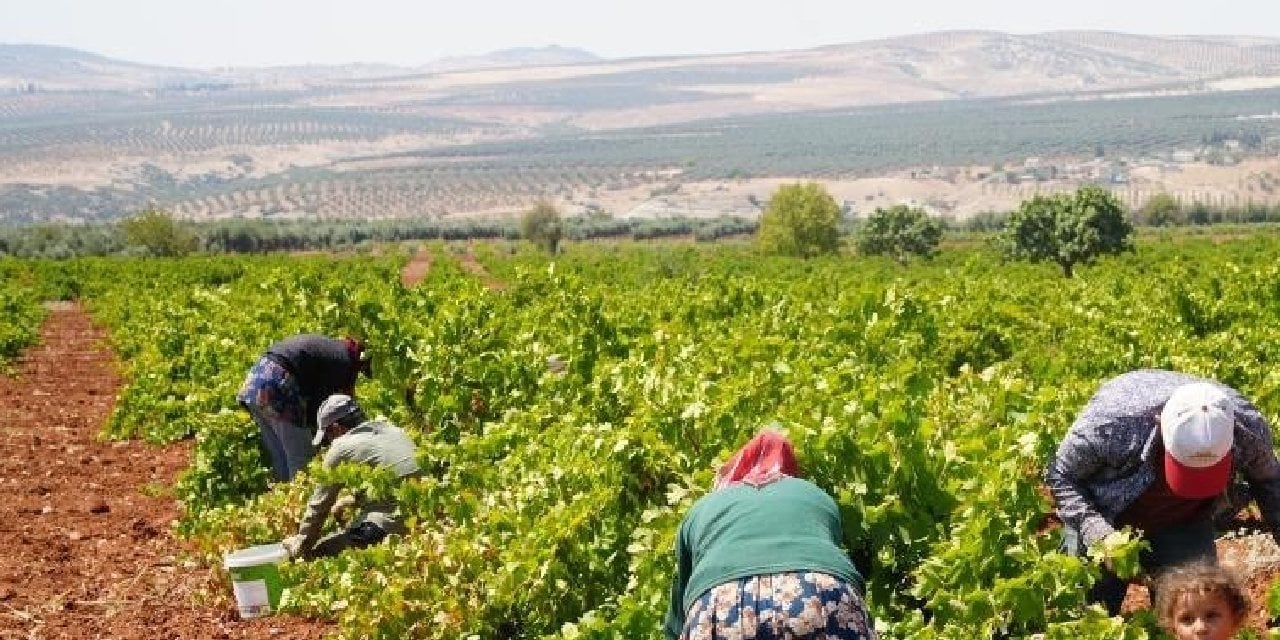 Sınırın sıfır noktasında hasat terleri dökülüyor! Tarlada 16 markette 40 lira