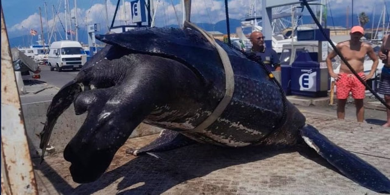 300 kiloluk dev kaplumbağa ölü olarak bulundu