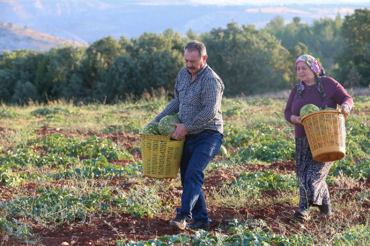 Olgunlaştığı üzerindeki beneklerden anlaşılıyor: Diğerlerinden pahalı! Kilosu pazarda 20-25 liraya satılıyor