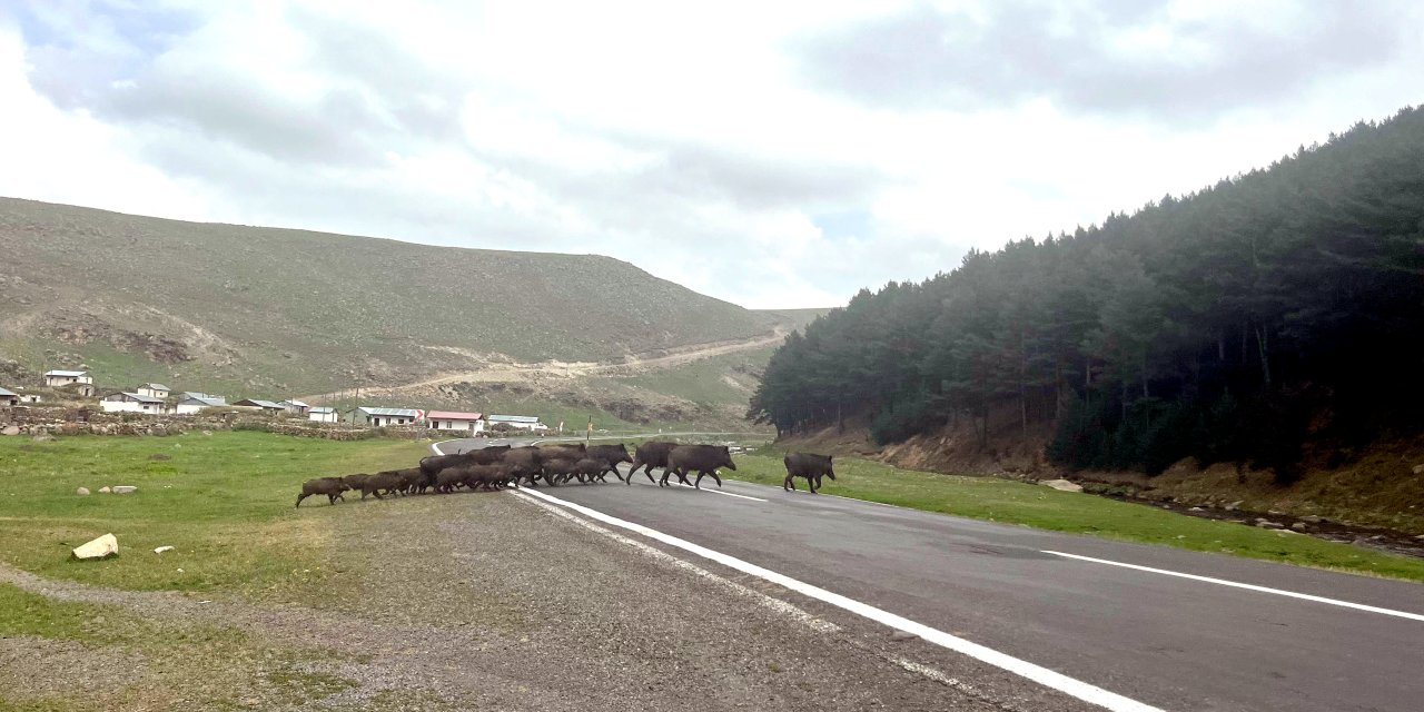 Kars'ta domuz sürüsü görüntülendi