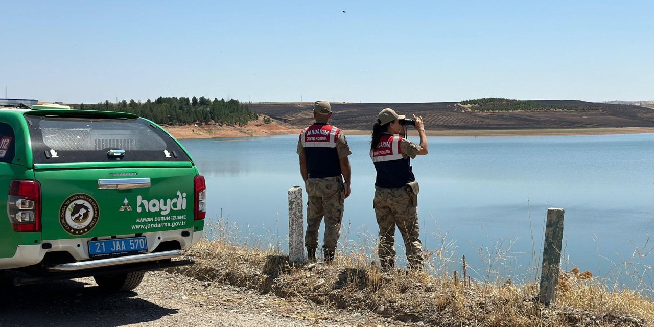 Diyarbakır'da balık ölümleriyle ilgili inceleme başlatıldı