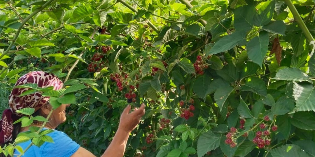 Erzincan'da hasadı başladı: Kimyasal kullanmadan dondurulup kurutuluyor