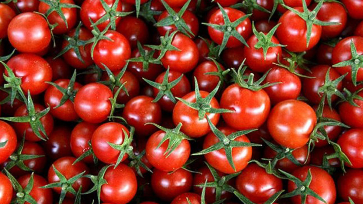 Ukrayna da Türkiye'den gönderilen tonlarca domatesi almadı 