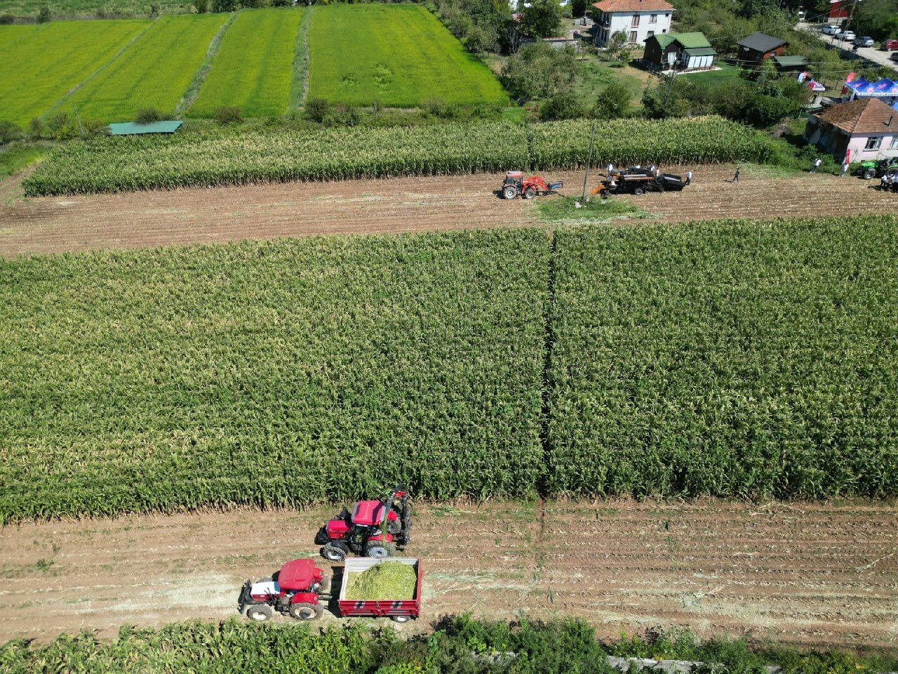 Karadeniz'in en önemli ovasında hasat yoğun başladı: Yüzde 90 arttı