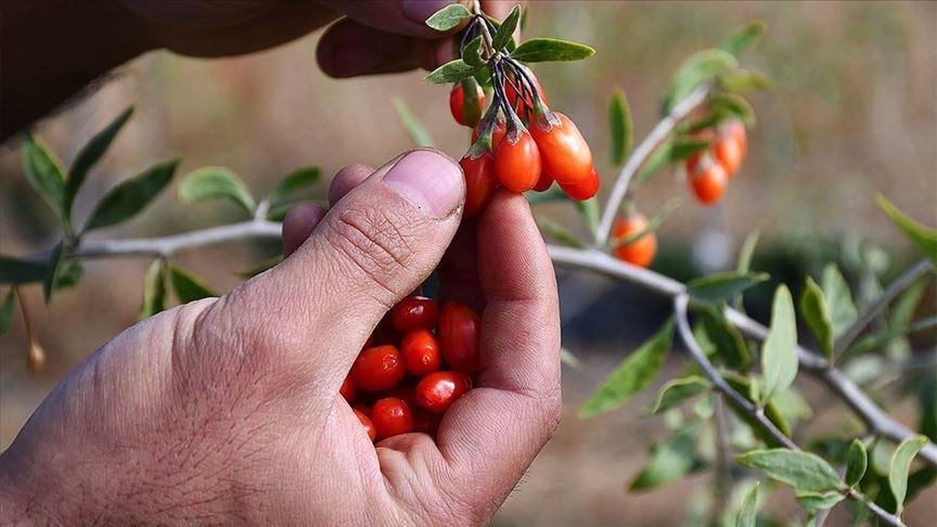 4 kilo meyve kurutulduğunda 1 buçuk kiloya düşüyor: Yılda 2 kez hasat ediliyor