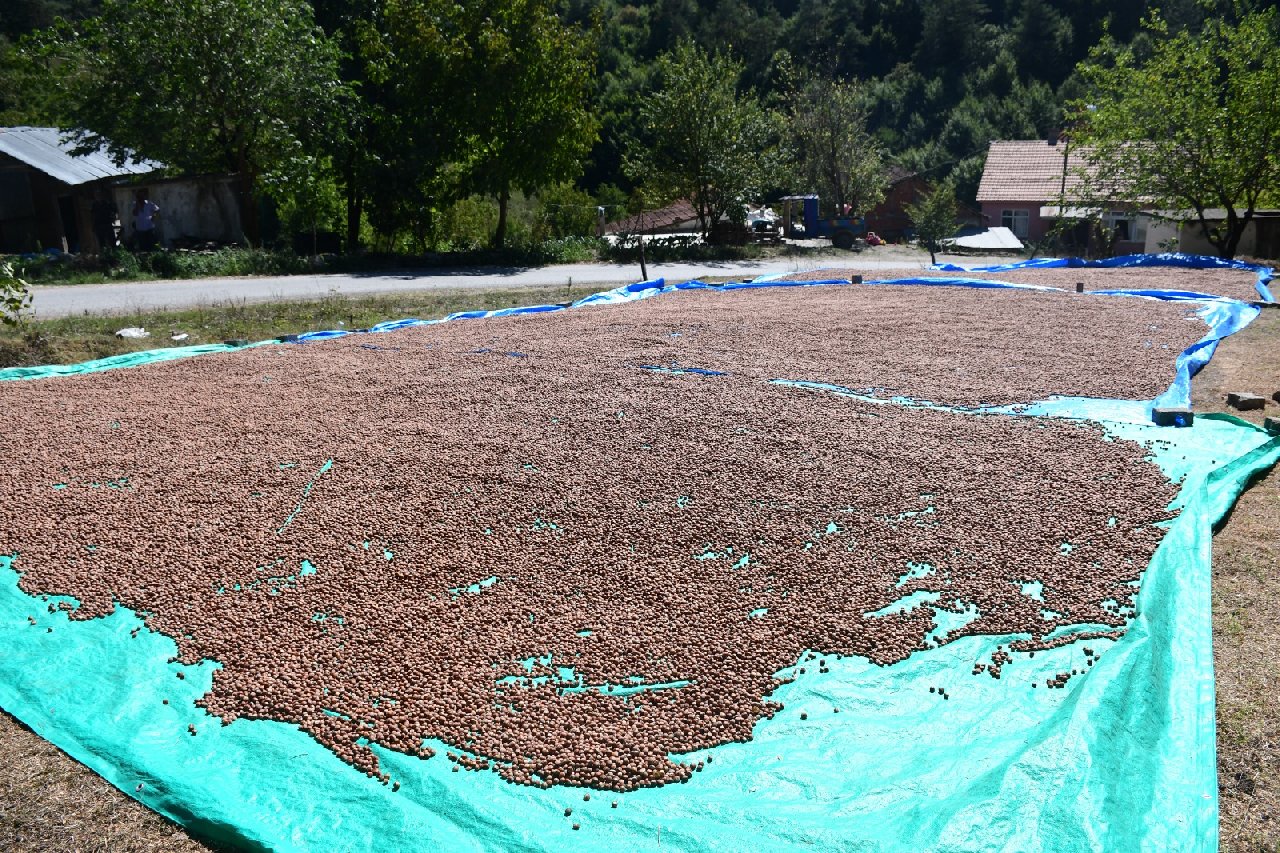 Hasat bitti: Arazinin eğimi nedeniyle ürünü kurumaya böyle bıraktılar