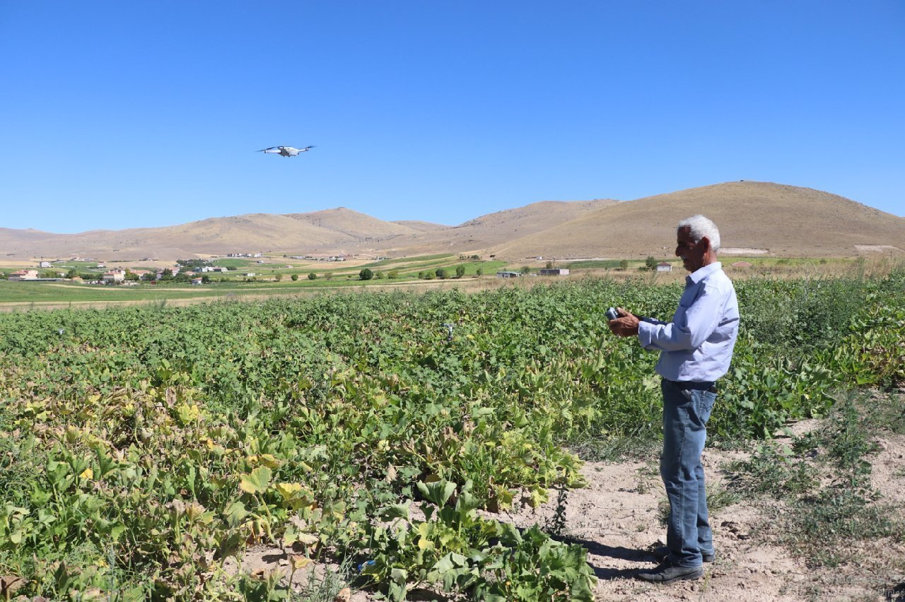 Tarım arazilerine zarar veren domuzlar dronla yakalandı