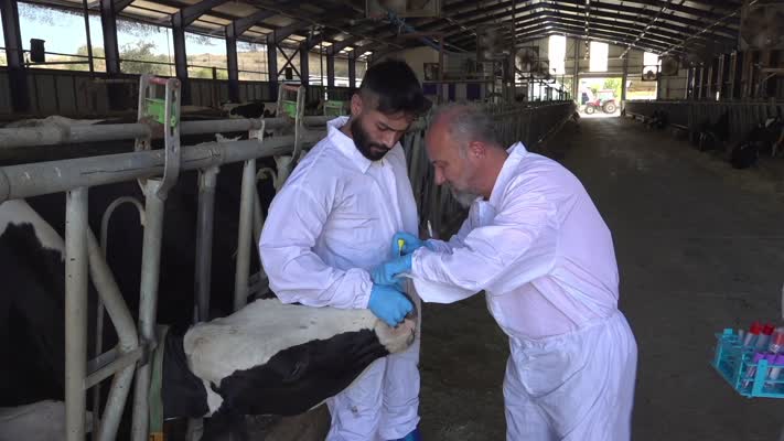 Hayvancılıkta verimi düşüren viral hastalıklar için iyileştirici ürünler geliştiriliyor!