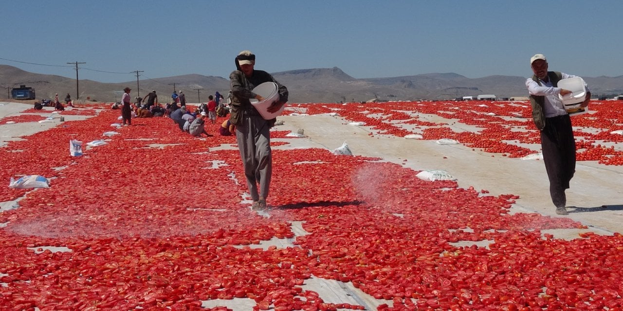 Avrupalı pizza devlerinin gözü kulağı Kayseri'deki hasatta