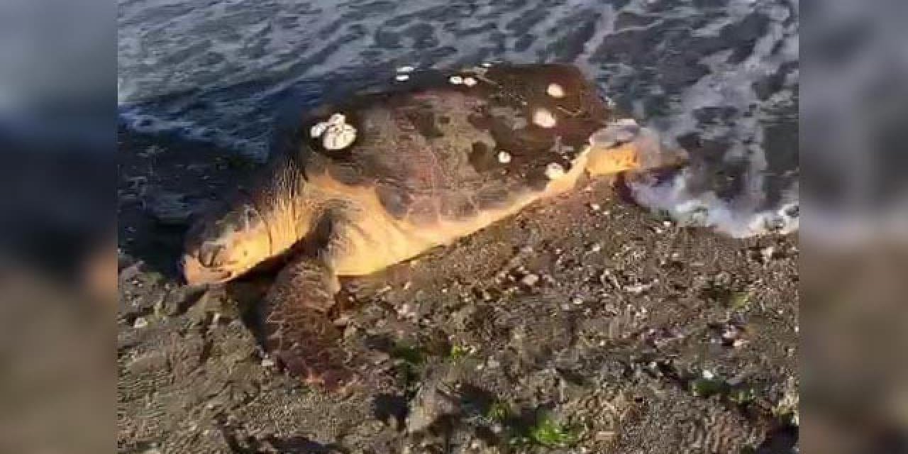 Datça sahilinde ölü caretta caretta bulundu! Koruma altındaki türler tehlikede