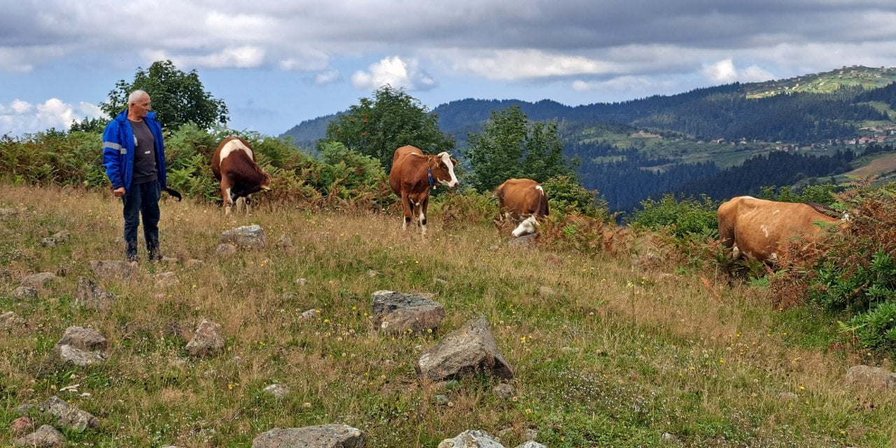 Ordu'da ahıra giren ayı, danayı götürdü