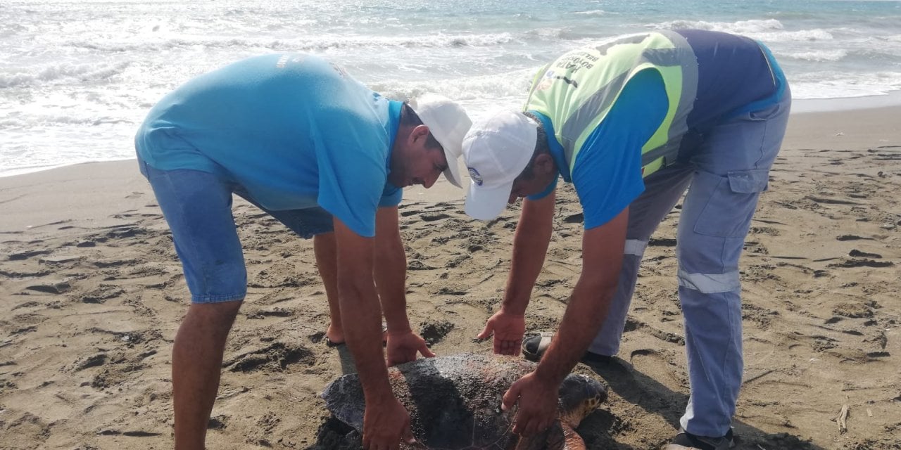 Hatay sahilinde yaralı caretta caretta bulundu