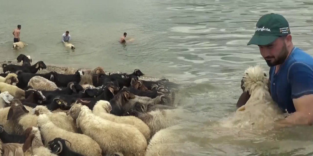 Sıcaktan bunalan koyunlara duş hizmeti