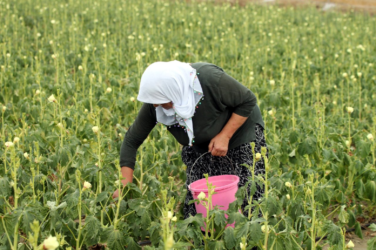 Pazarda 180 lira tarlada 80 liraya satılıyor: Köylü ziyan olmasın diye böyle bir yol buldu