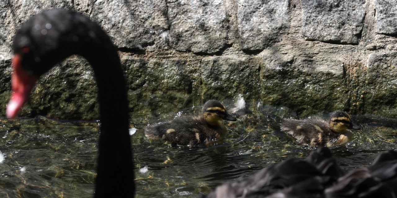 Kuğulu Park'ın sevimli ördek yavruları suya dalış yaptı