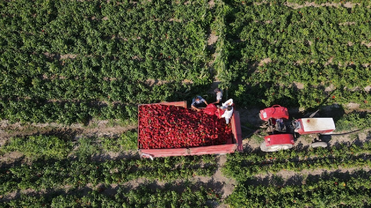 Karadeniz'in en verimli ovasında günlük 1100-1200 lira kazanıyorlar