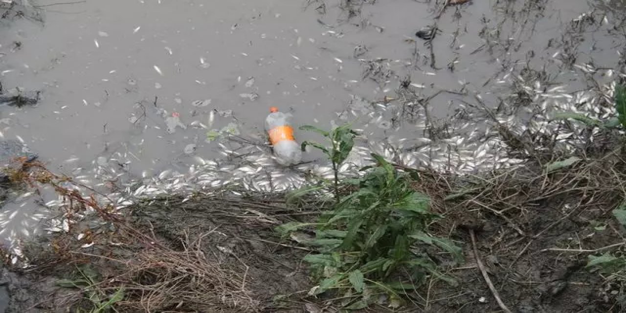 Amasya Yeşilırmak'ta balık ölümleri yaşandı