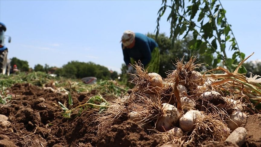 90 köyde hasat edildi: 25 bin ton rekolte getirdi!