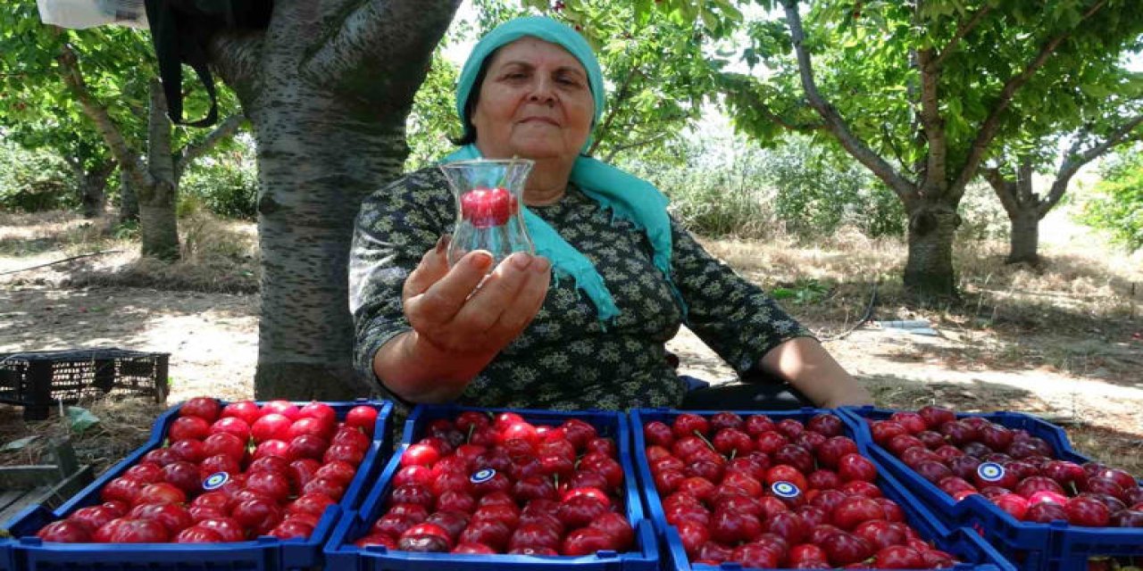 'Çay bardağına sığmayan' kiraz üretenler, şimdi de beklenmedik bir meyve üretmeyi başardı!