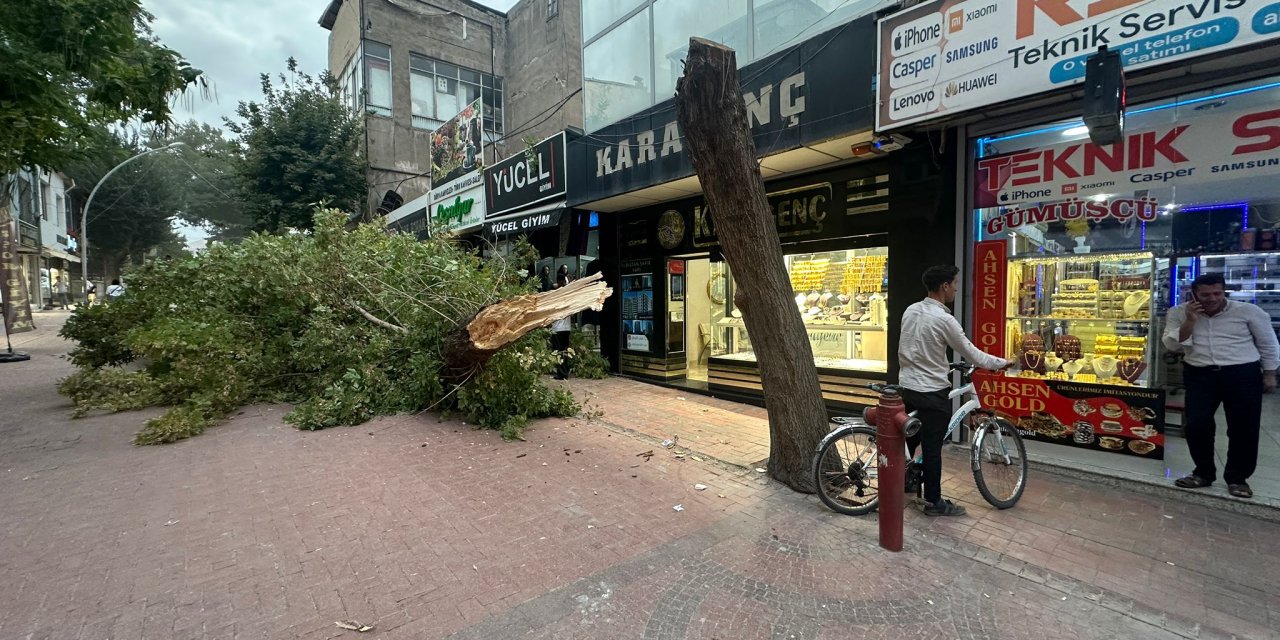 Rüzgar çınar ağacını kökten söktü!