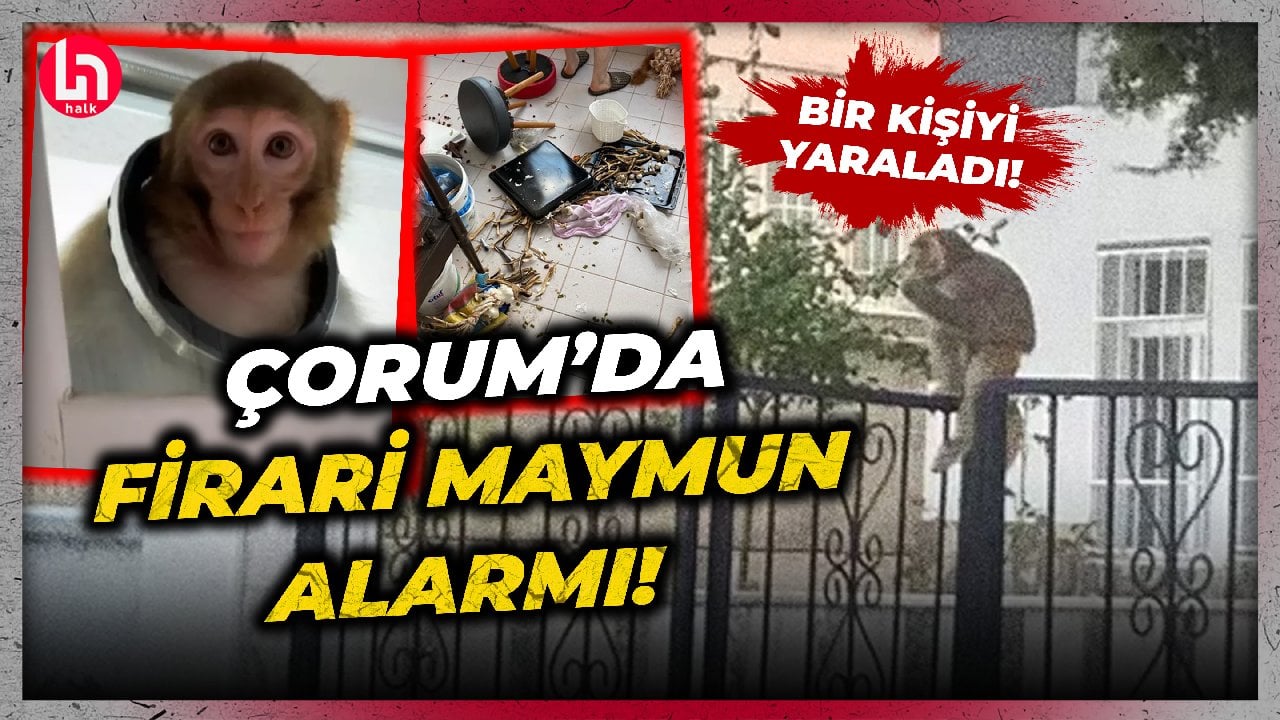 Çorum'da firari maymun alarmı! 19 yaşındaki Buse'yi ısırdı... İşte o görüntüler!