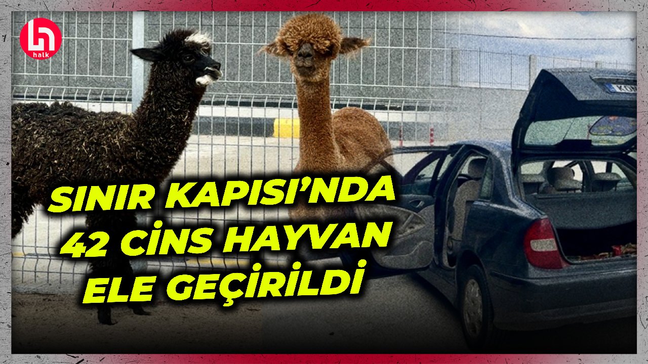 Pazarkule Sınır Kapısı’na gelen bir otomobilde cins hayvanlar ele geçirildi!