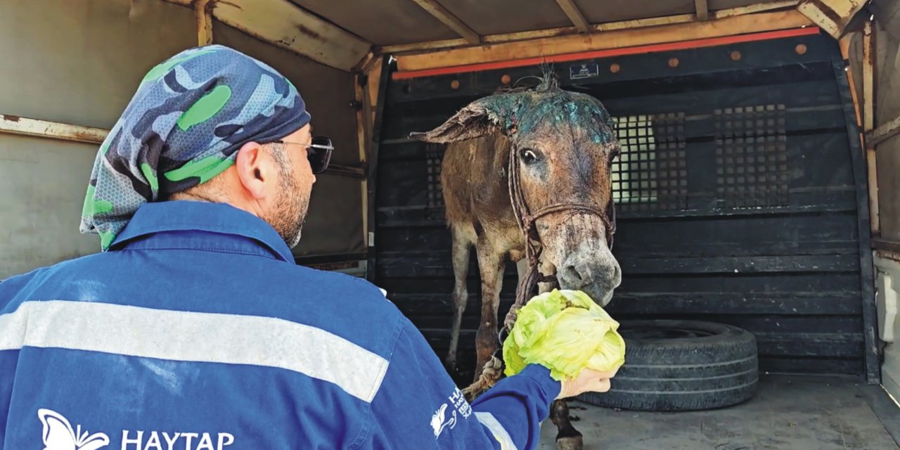 Ölüme terk edilen eşek, ömür boyu bakıma alındı