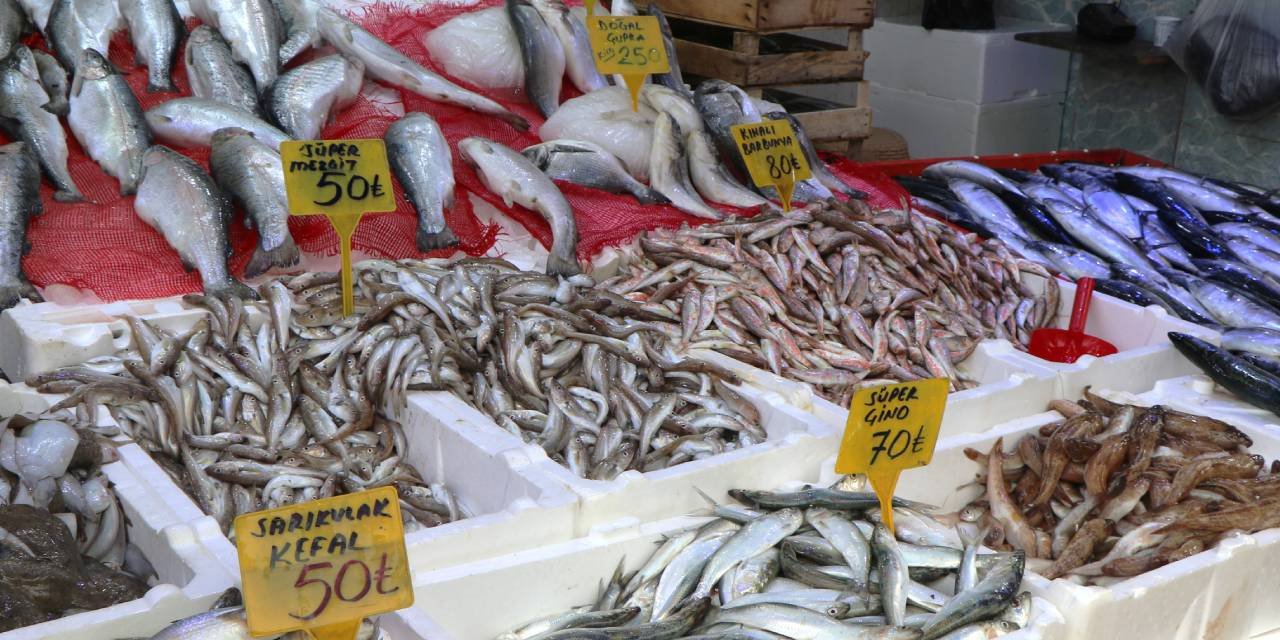 Samsun'da  balık sezonu palamut bolluğu ile başladı