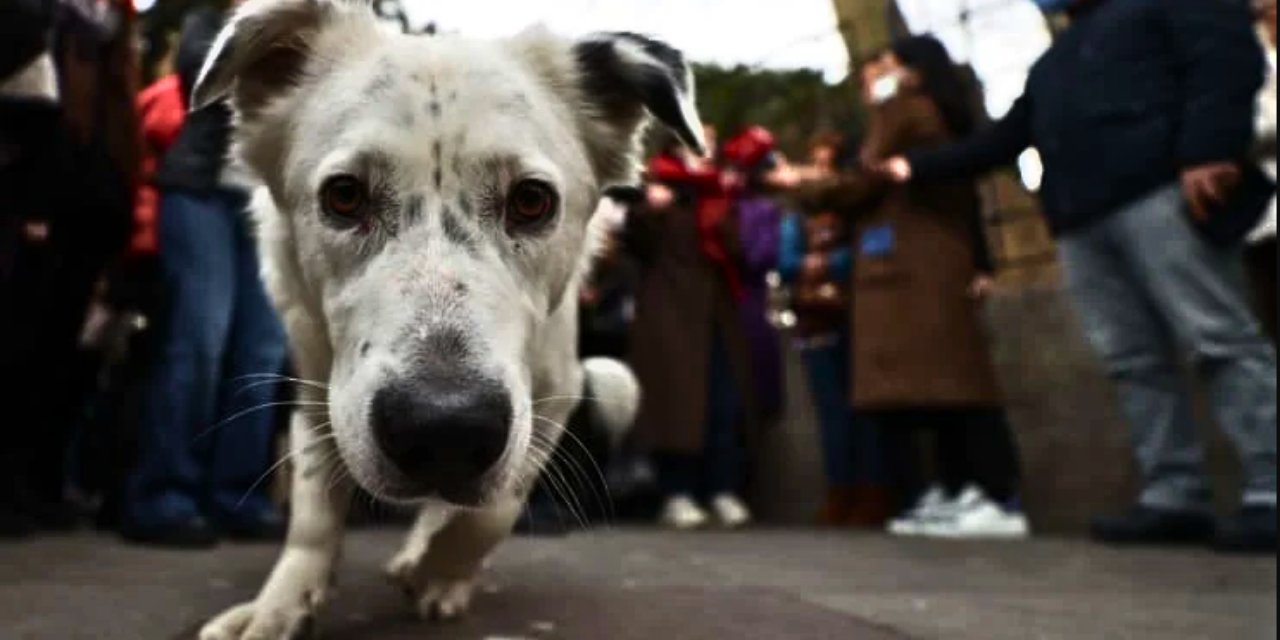 Katliam yasası nedeniyle köpekler yurtdışında yuva buluyor