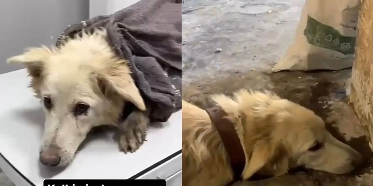 Köpeğin kafasını ezip tekmelerle öldürdü!