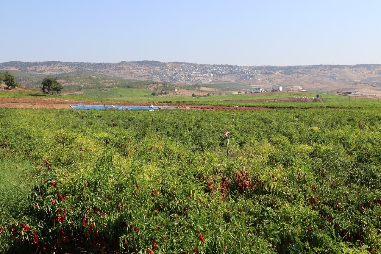 Kilis'te hasadın yarısı fabrikaya yarısı güneş altına yollanıyor