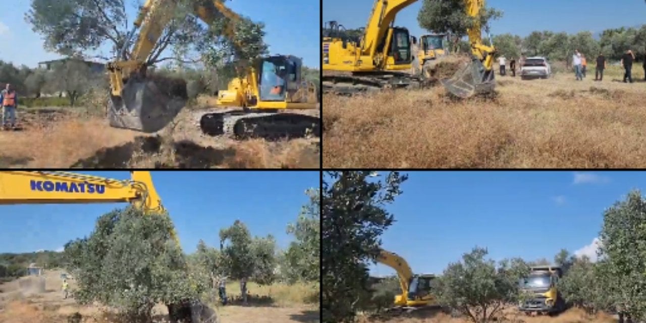 Hatay'da yurttaşın zeytin ağaçları TOKİ için sökülüyor!