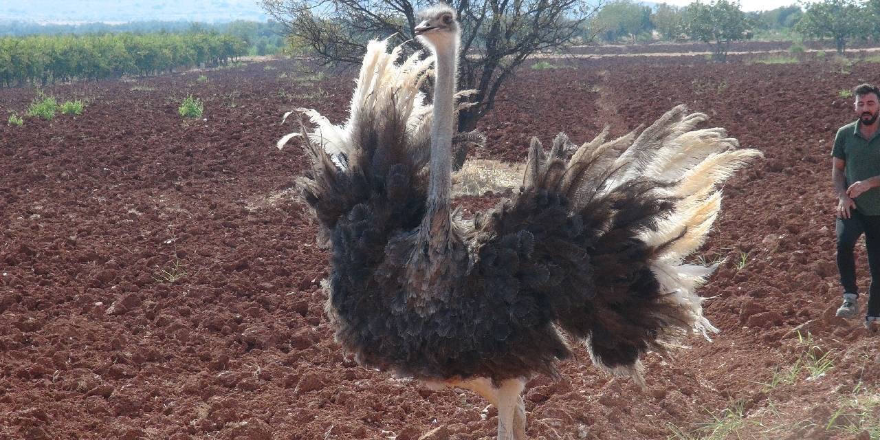 Kilis'te deve kuşu bulundu