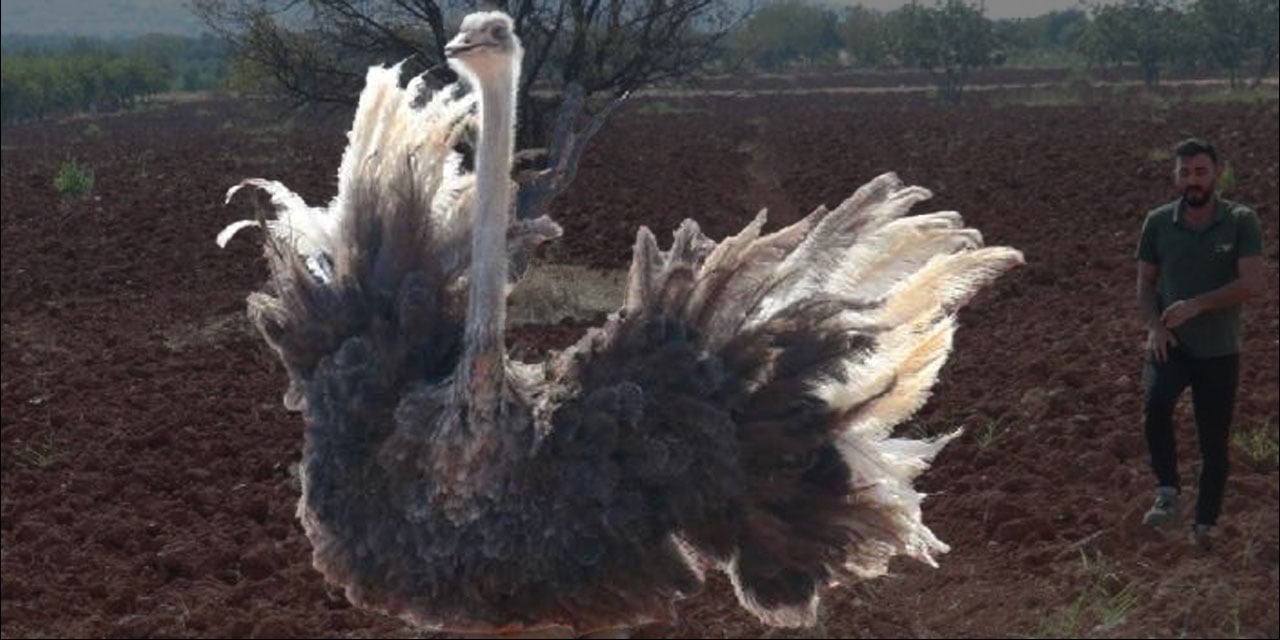 Devekuşu da Suriye'den kaçak girdi. Sınırlar yol geçen hanı gibi