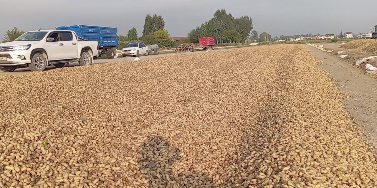 Fıstık hasadı sonrası fiyat isyanı: Soğanlı dürüm bile altın oldu!