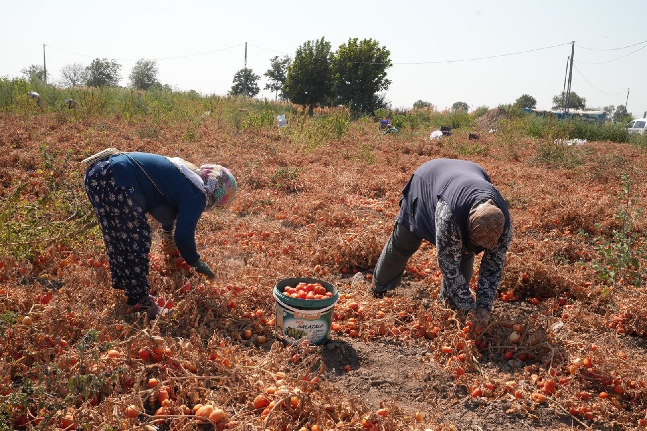 Köylü elinde kalan domatesi parasız verdi: Salça yapıp vatandaşa dağıtılıyor