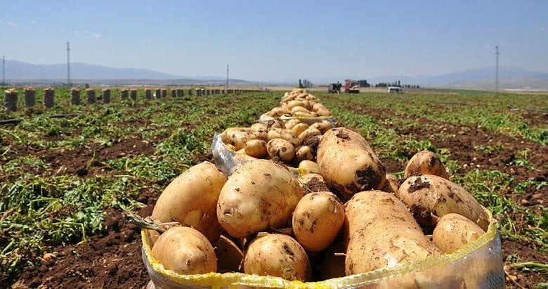 Patatese para yatıranlar ne kadar kazandı? Patates hissesi alanlar yandı