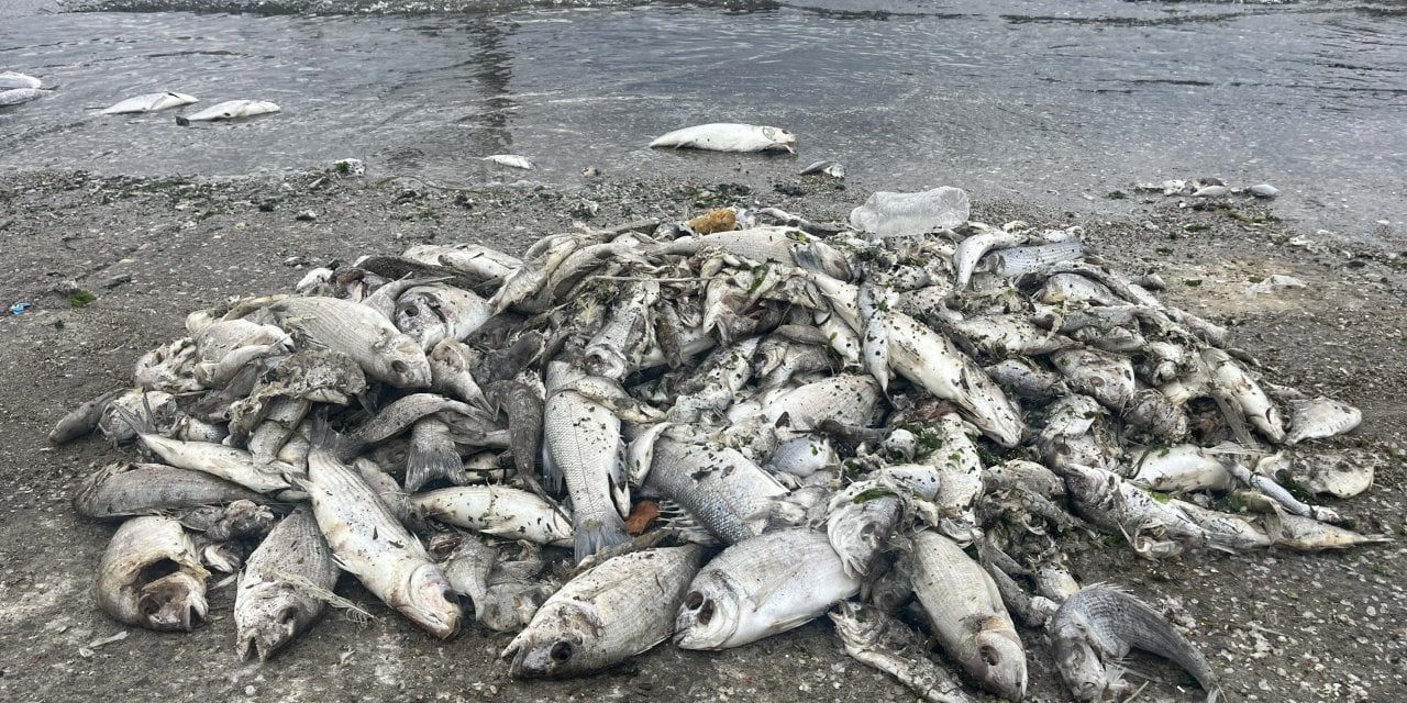 İzmir Körfezi'nde balık ölümleri durdurulamıyor!