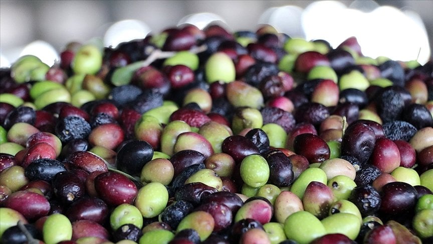 Marmarabirlik  zeytin fiyatlarını açıkladı