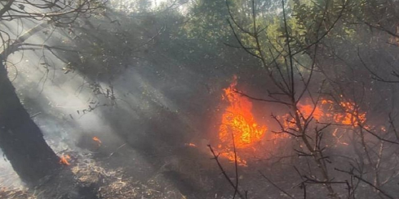 Kahramanmaraş'ta orman yangını çıktı