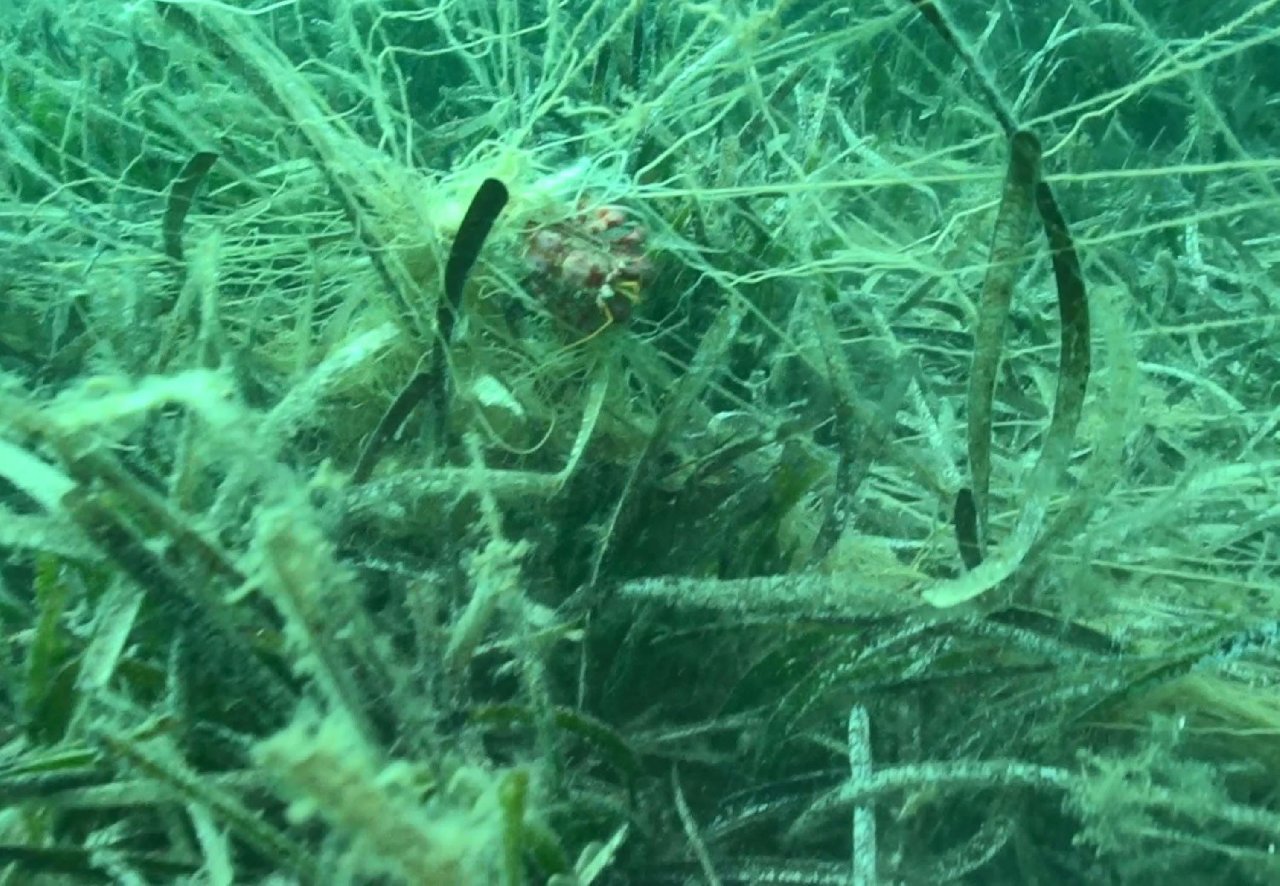 Hepsini Denize Iade Ettiler