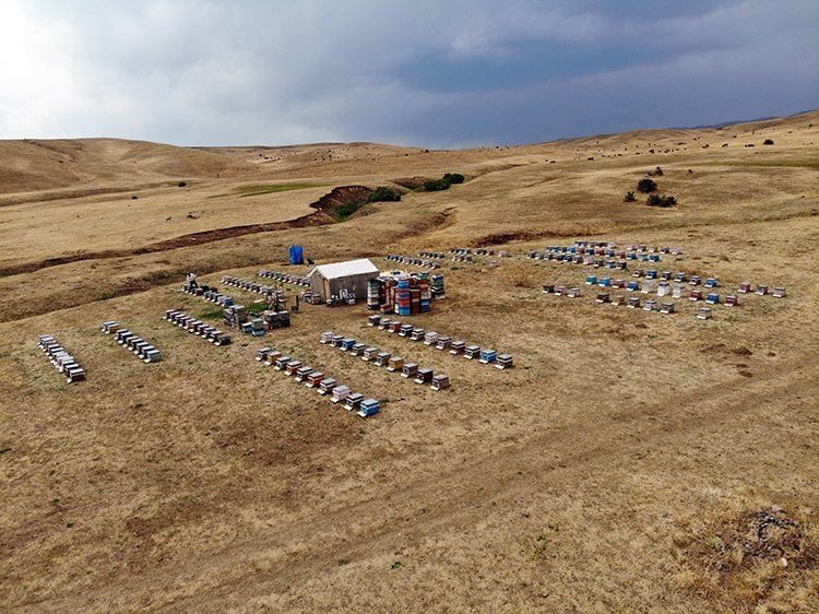 Dört gözle beklenen hasat başladı. Kilosu 3 bin TL'den kapış kapış satılıyor