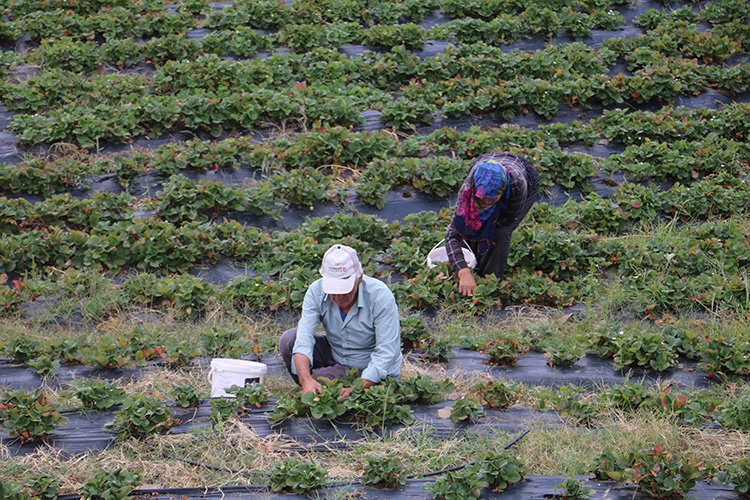 Dalından koparıldığı gibi alıcı buluyor. Kilosu 140 liraya satılıyor